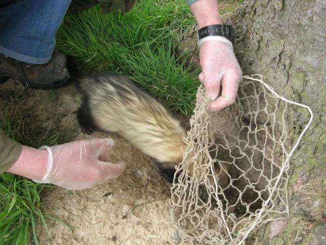 chasse aux lapins